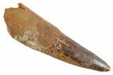 Bargain, Fossil Spinosaurus Tooth - Real Dinosaur Tooth #347159-1